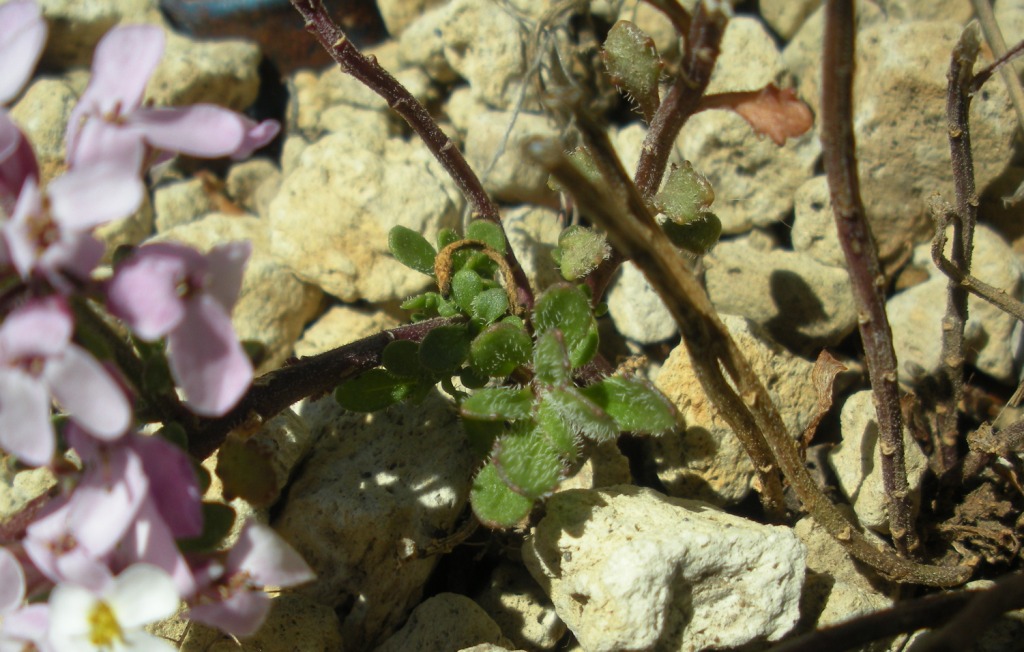 Iberis carnosa / Iberide di Pruiti